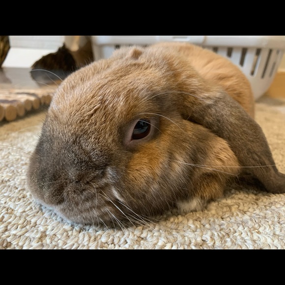 Meet your Posher, Jen - Picture 1 of 1